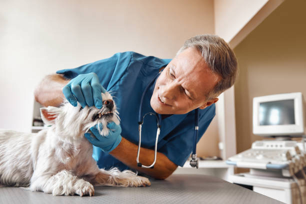 Best Weekend Emergency Dentist in Viroqua, WI
